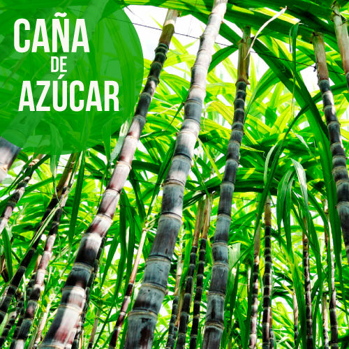 Caña de azúcar