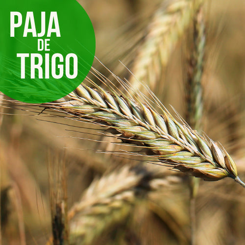 Paja de trigo
